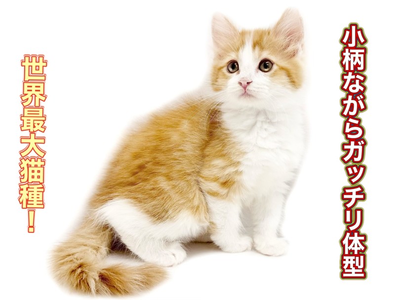 メインクーン 】パパはチャンピオン！ルックスも性格も完璧な激カワ