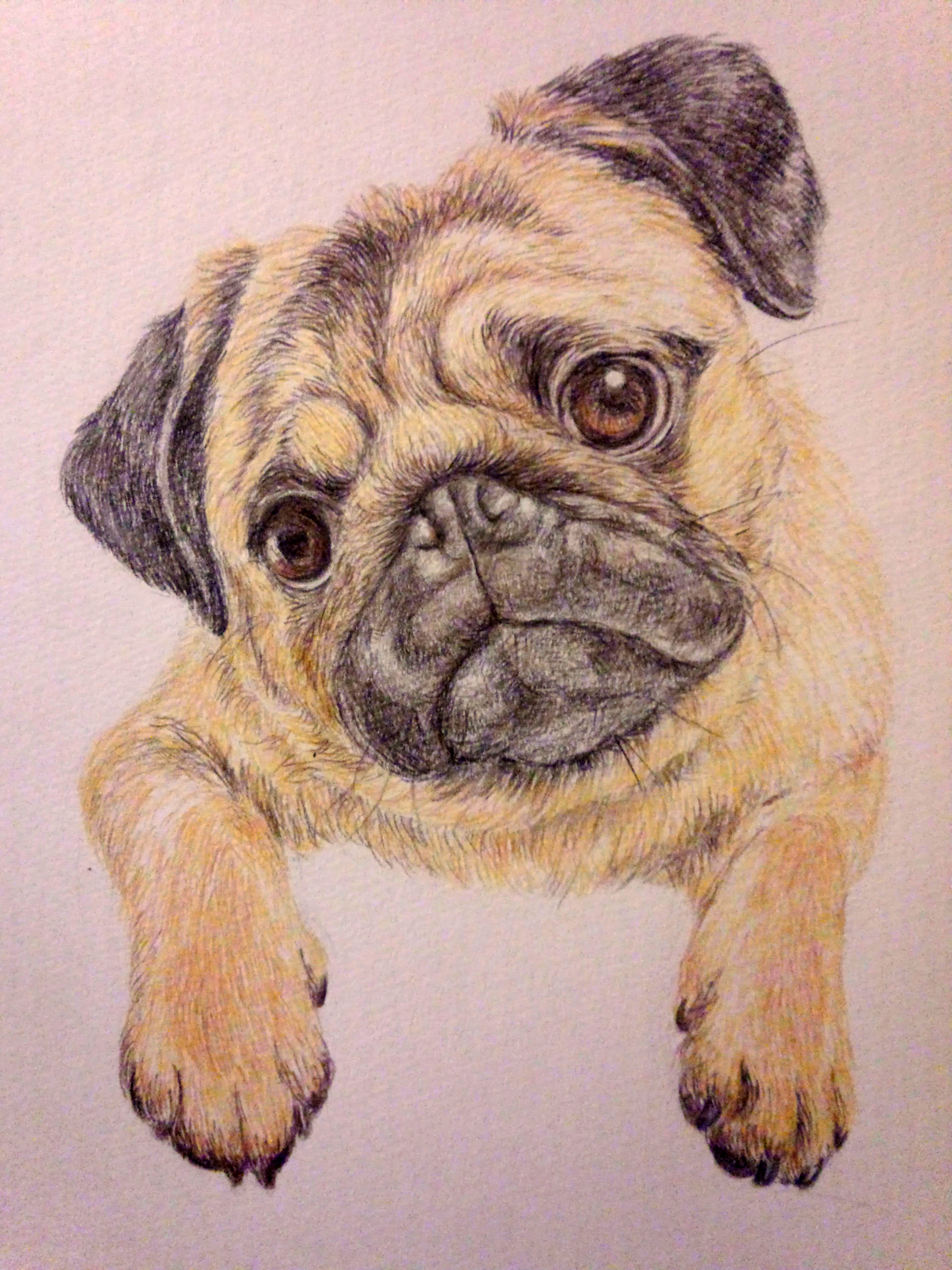 パグちゃんおいで(色鉛筆画 鉛筆画 絵画 絵 イラスト パグ 犬) パグ