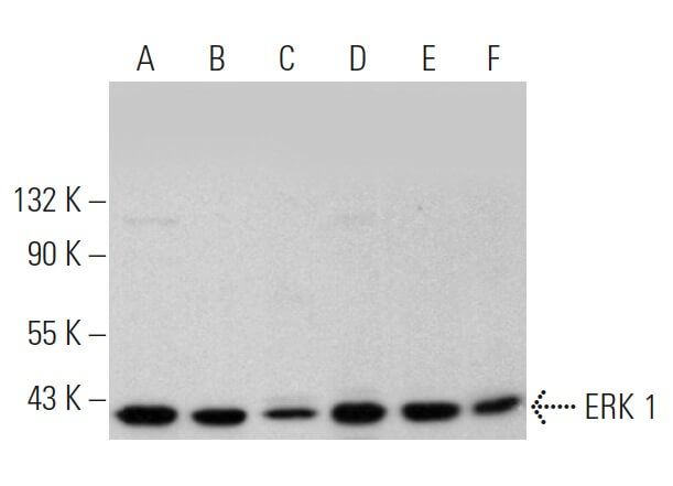 ERK 1 Antibody (K-23) | SCBT - Santa Cruz Biotechnology