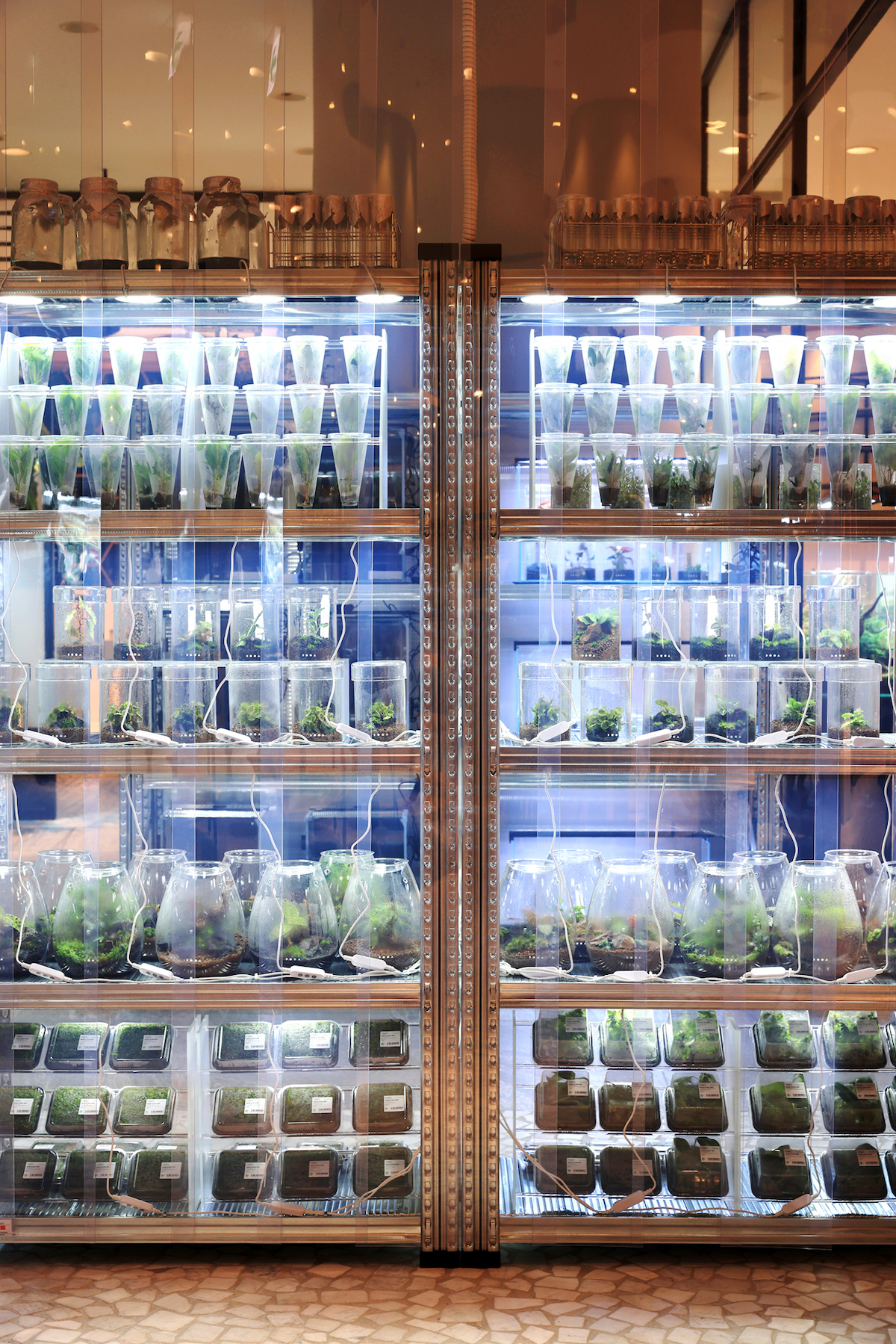 ガラスケースとLEDで植物を愛でる。未来のグリーンショップ〈ADA LAB