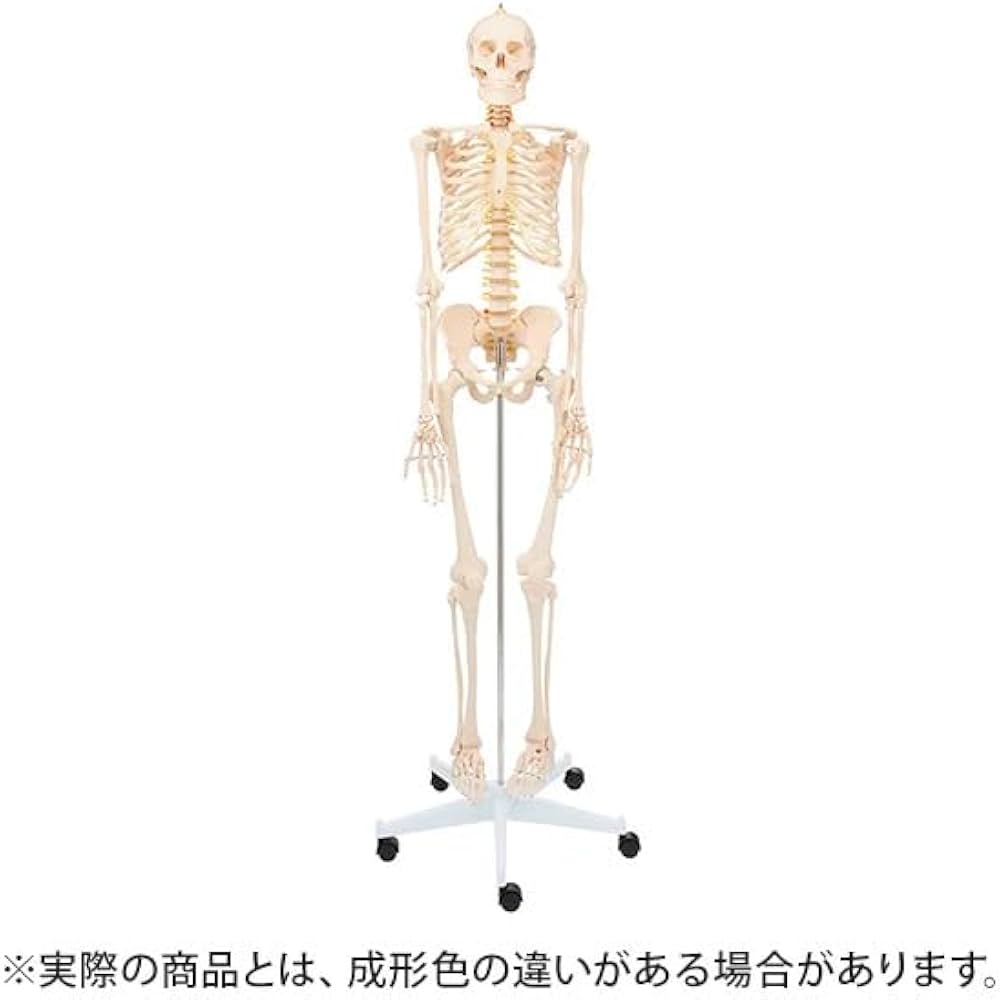 等身大 骨模型 3B 人体模型 ドイツ製 骸骨 骨格標本 オブジェ 等身大