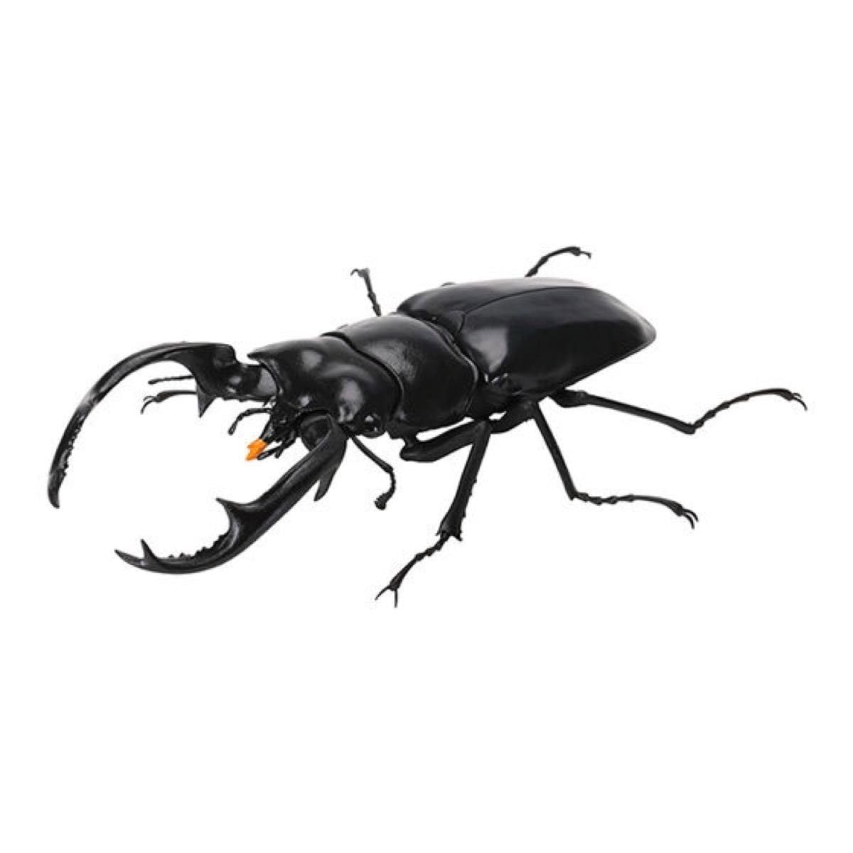 Amazon.co.jp: くわがた07ウエストウッディオオシカクワガタ いきもの