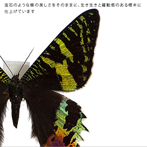 ニシキオオツバメガ 標本世界で一番美しい鱗翅類
