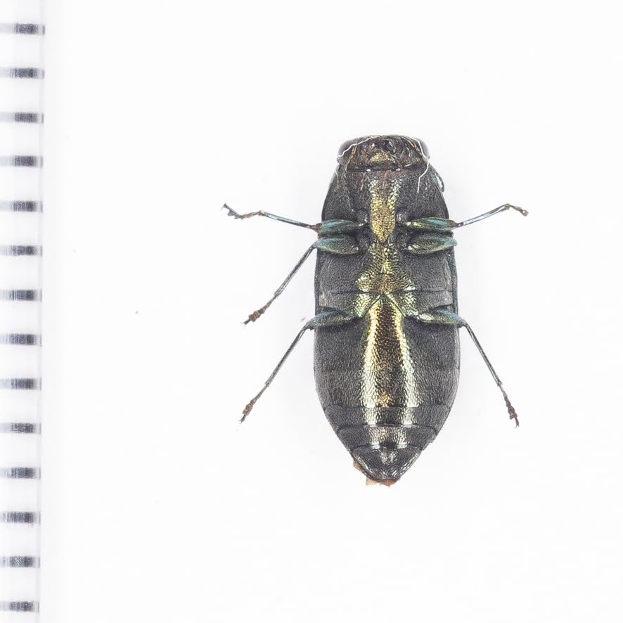 みのり 昆虫標本 みのり 昆虫標本 みのり 昆虫標本 みのり様専用 昆虫標本