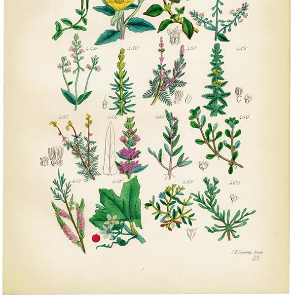 ☆イギリス ボタニカルアート ④ ☆イギリス ボタニカルアート ④