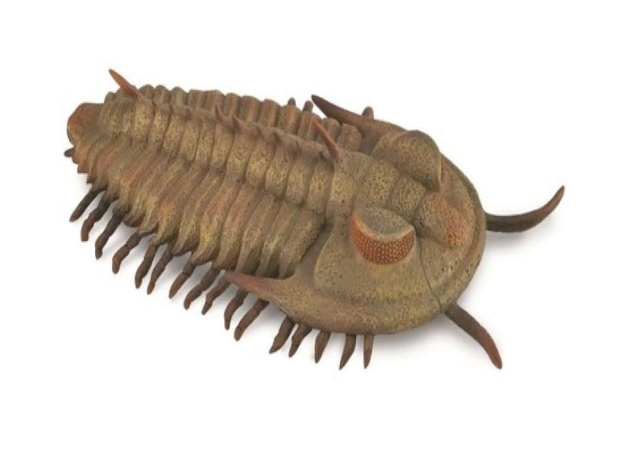 高品位 立体三葉虫 Crotarocephalus.sp