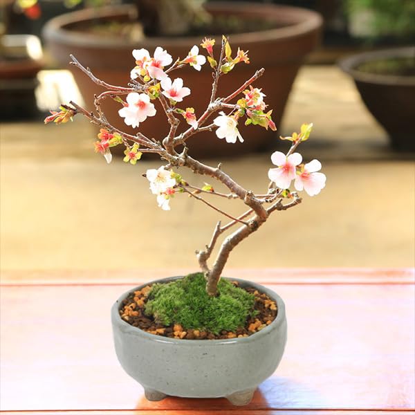 盆栽鉢 ミニ盆栽鉢 富舟 富舟さんの鉢 | みさきのミニ