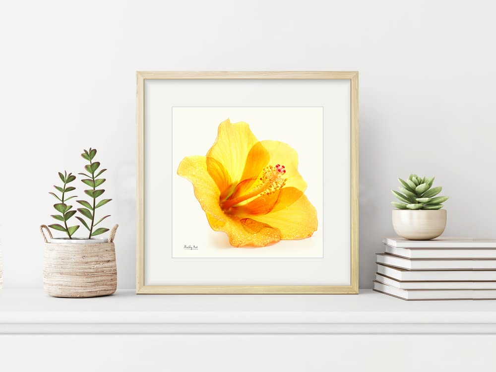 日本画 額装 ハイビスカス 湘丘作 日本画 額装 ハイビスカス 湘丘作