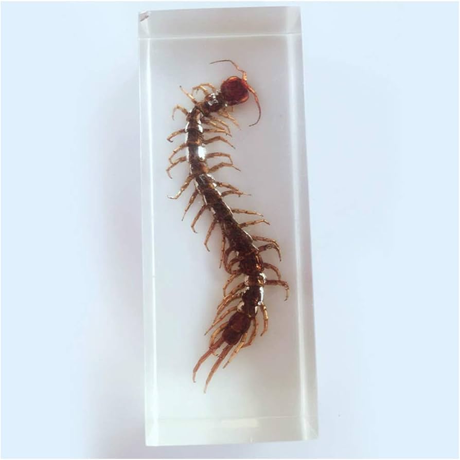Amazon.co.jp: ムカデ標本 - 本物の樹脂昆虫標本モデル - 透明ムカデ