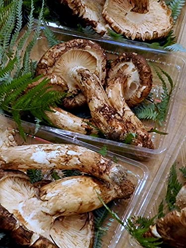 松茸 北海道 550g 訳あり 送料込 国産 ② 松茸 北海道 500g 訳あり ②
