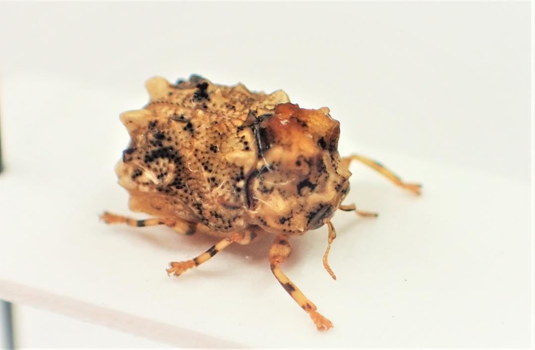 南米コブハムシの仲間 ２ 南米コブハムシの仲間 2 <0729z昆虫標本> ツツジコブハムシ | 虫の写真と