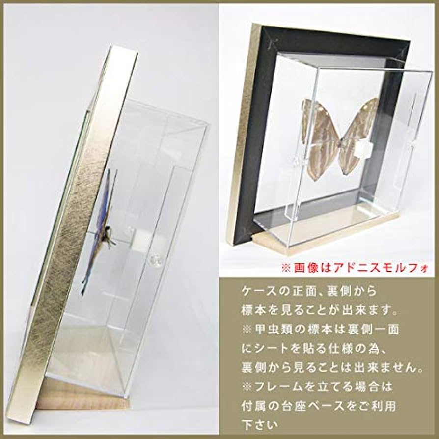 モルフォ・ディディウス（オス、ペルー産） モルフォ・ディディウス