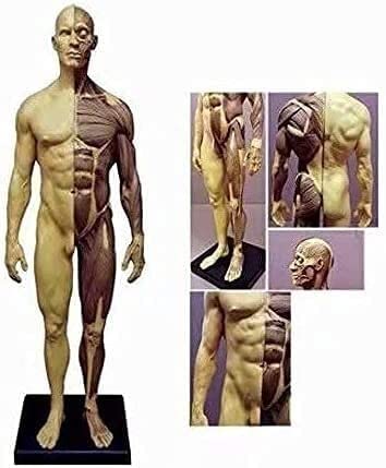 男性と女性 人体モデル 人体模型 1セット 約30cm 人体筋肉模型 樹脂