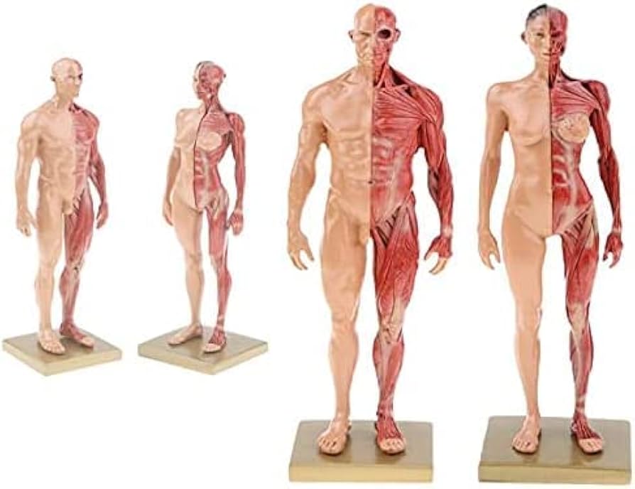 男性と女性 人体モデル 人体模型 1セット 約30cm 人体筋肉模型 樹脂