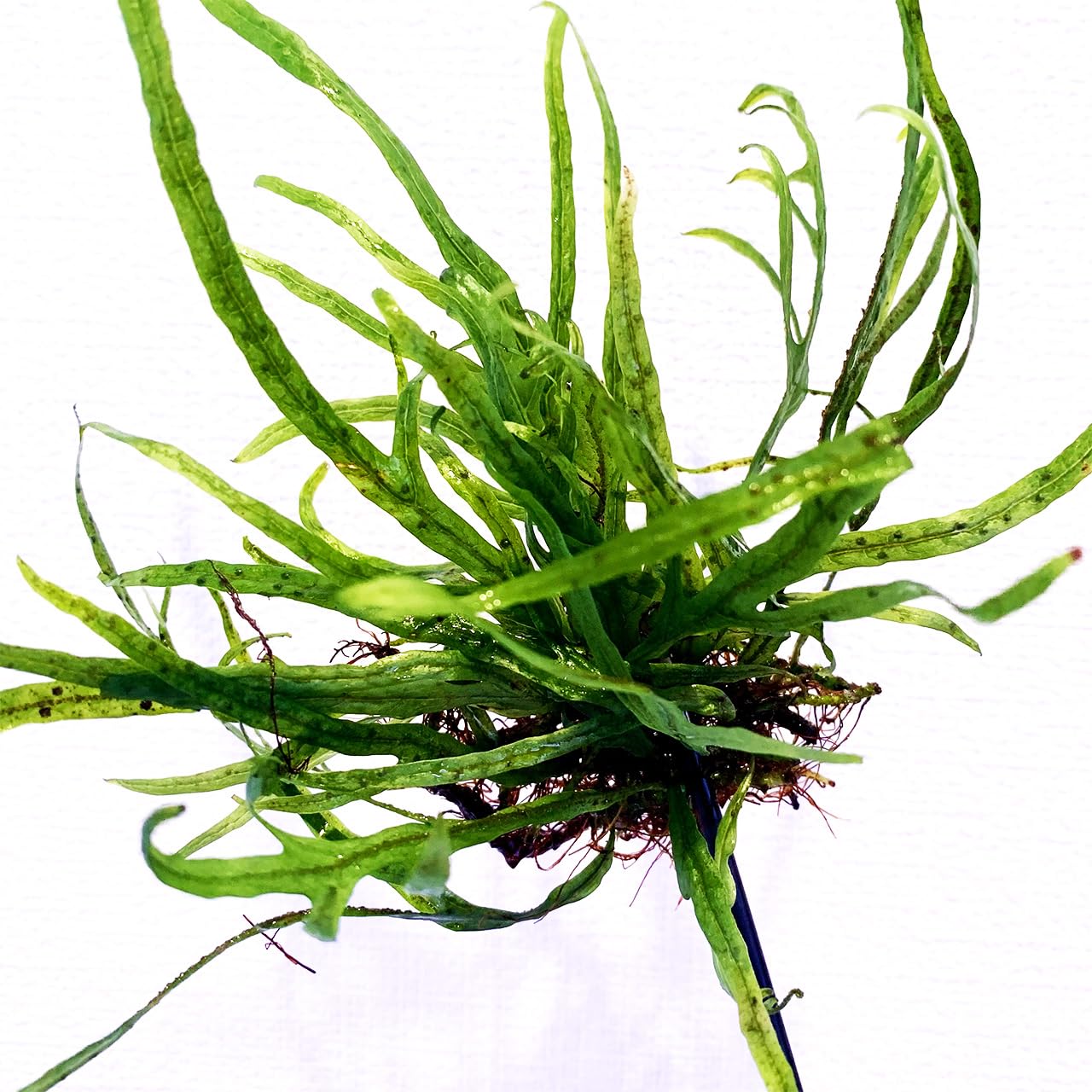 密生ミクロソリウムトライデントリーフ大株200葉以上が自然活着した