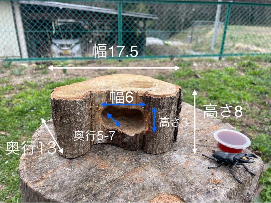 特大クワリウム樹洞登り木エサ台シェルター