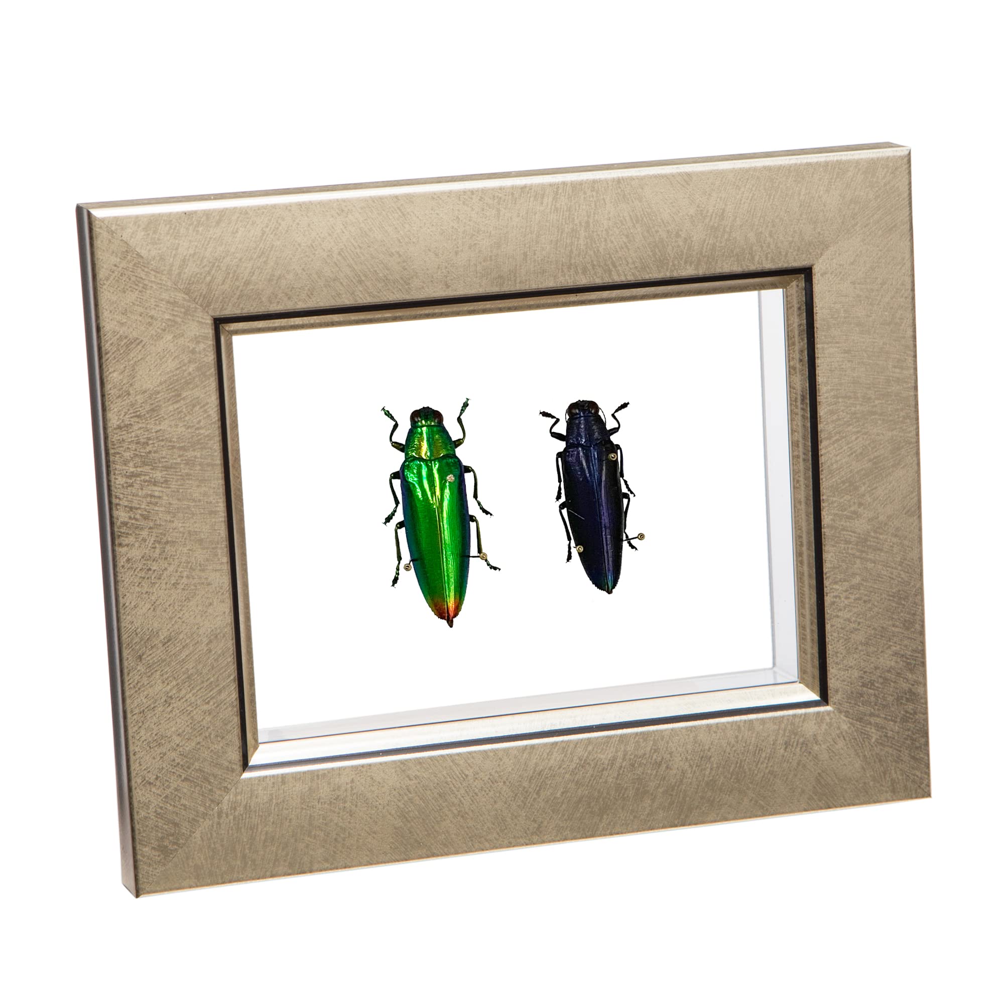 ジ*ン様 昆虫標本 30匹 タマムシ ジ*ン様 昆虫標本 30匹 タマムシ ジ