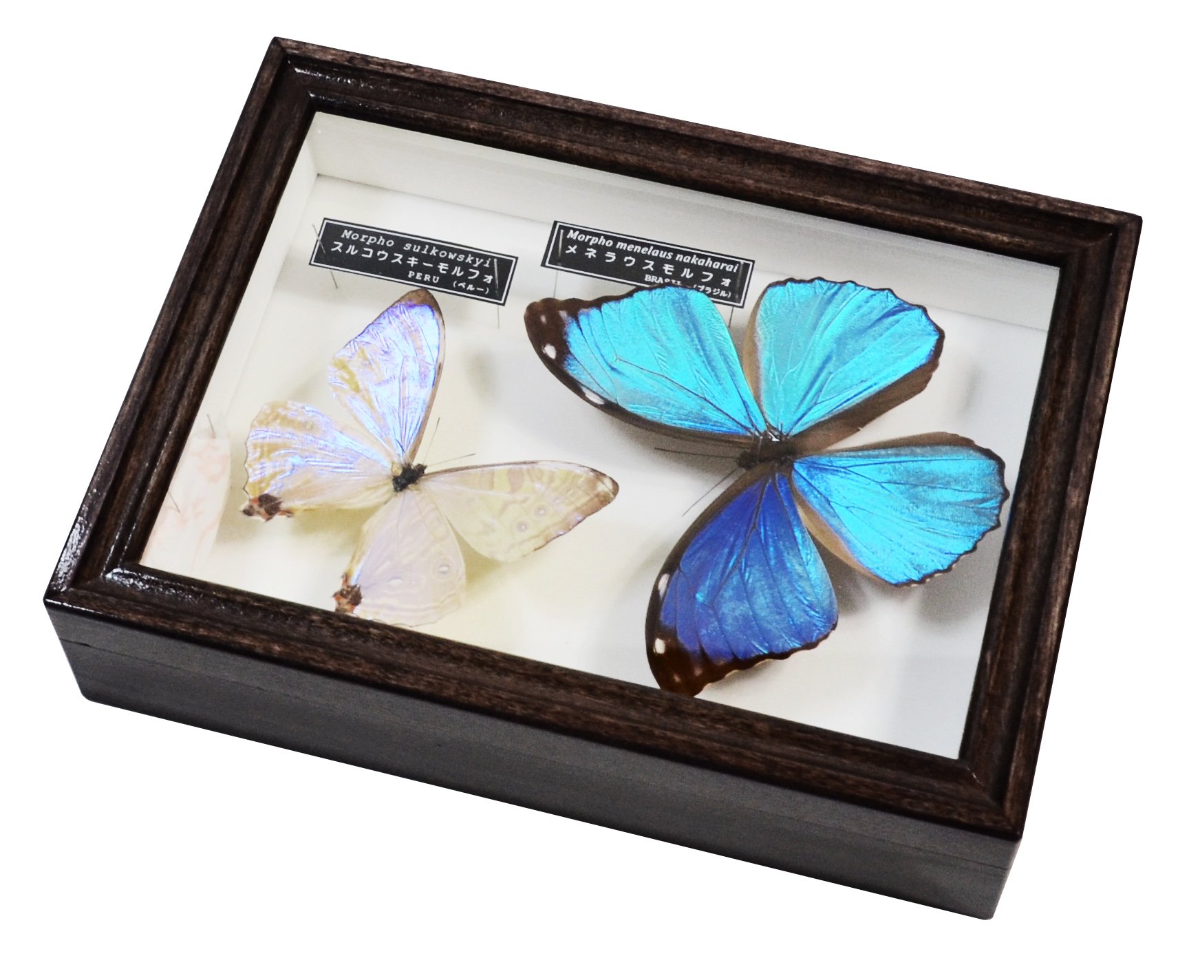 名和昆虫博物館 蝶の標本 5種類 名和昆虫博物館 蝶の標本5種類