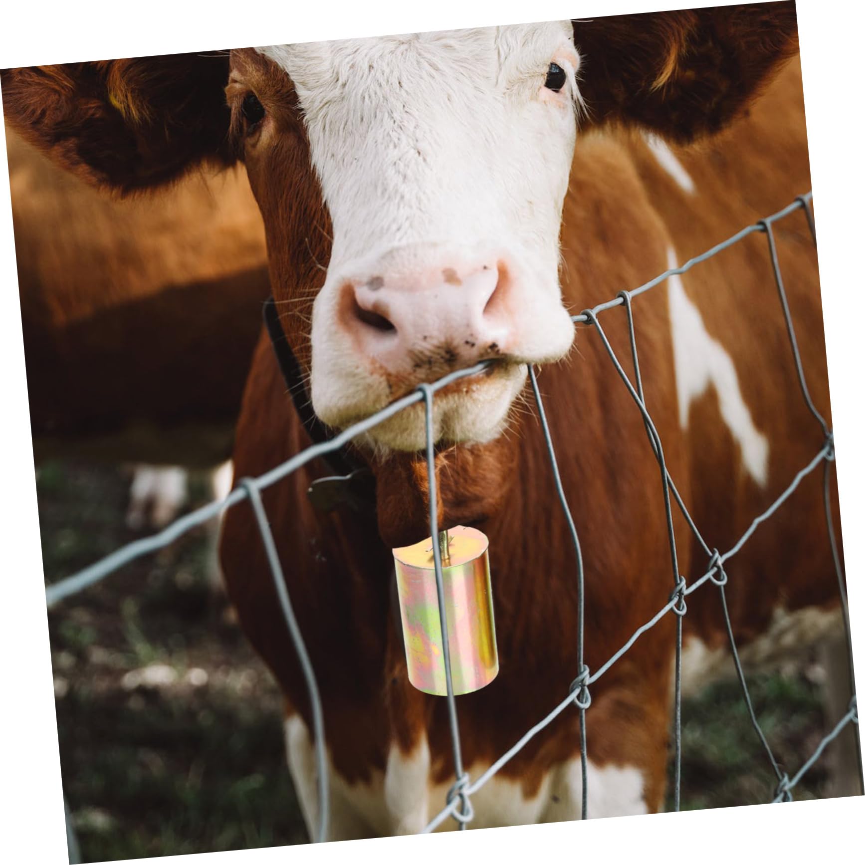 楽天市場】牛 ベル 鈴の通販 レトロ カウベル 大きなサイズ 牛鈴