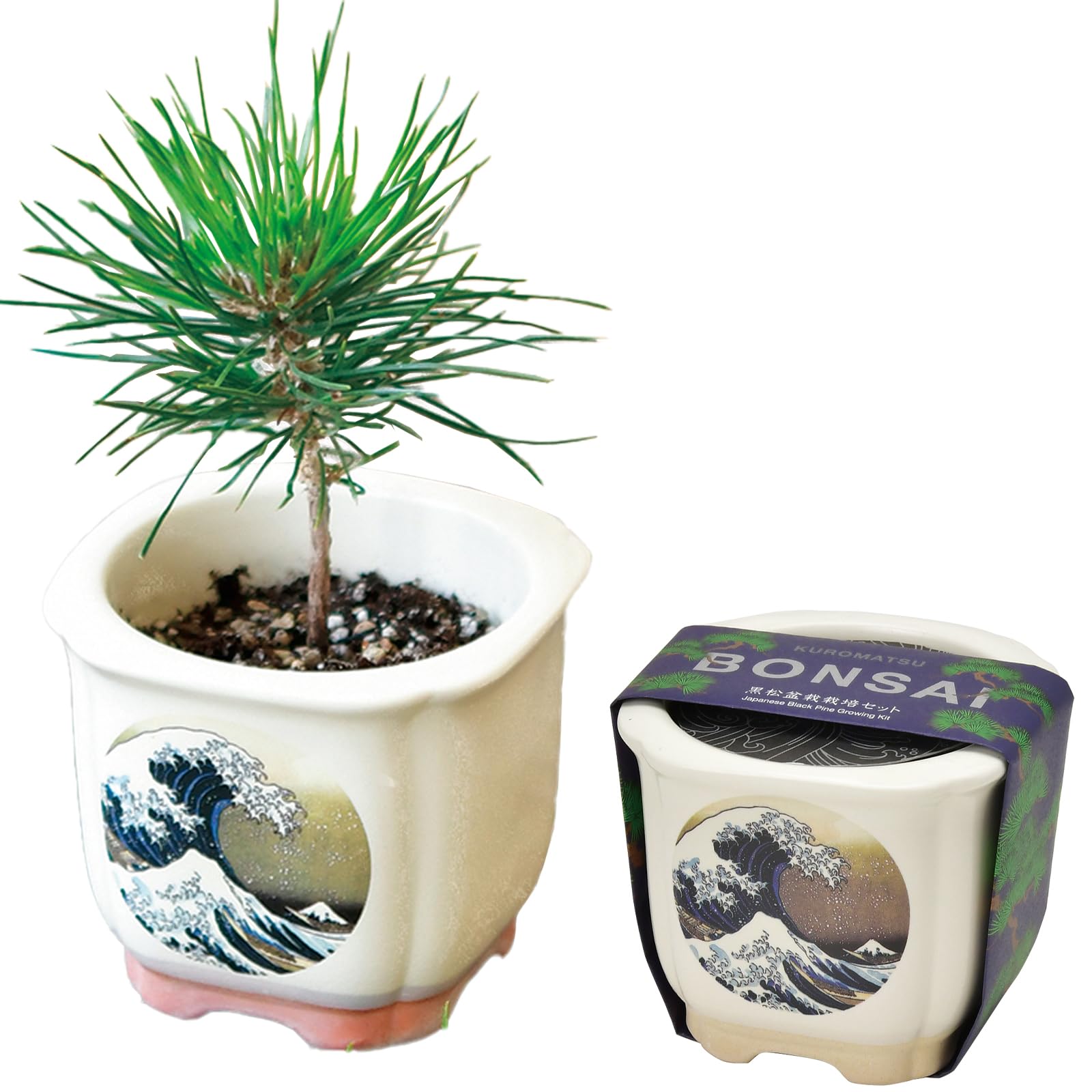 盆栽鉢 時代 陶翠 豆鉢彩交趾黒泥丸鉢 豆盆栽鉢 豆盆栽鉢 希少時代 陶