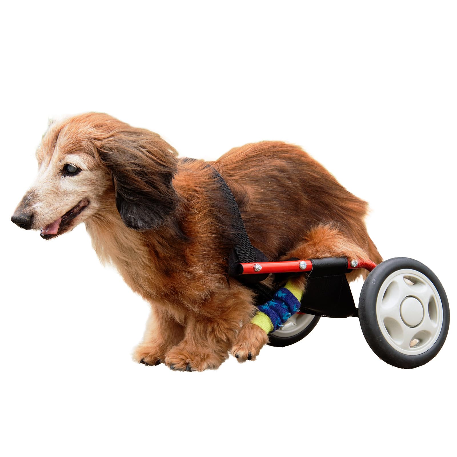 犬の車椅子、ミニュチワダックス用4輪車、犬用車椅子