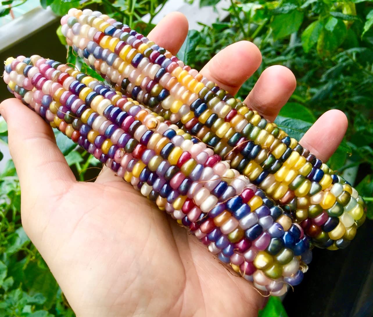 Amazon｜植物種子 七彩宝石とうもろこし 種 48粒｜栽培キット