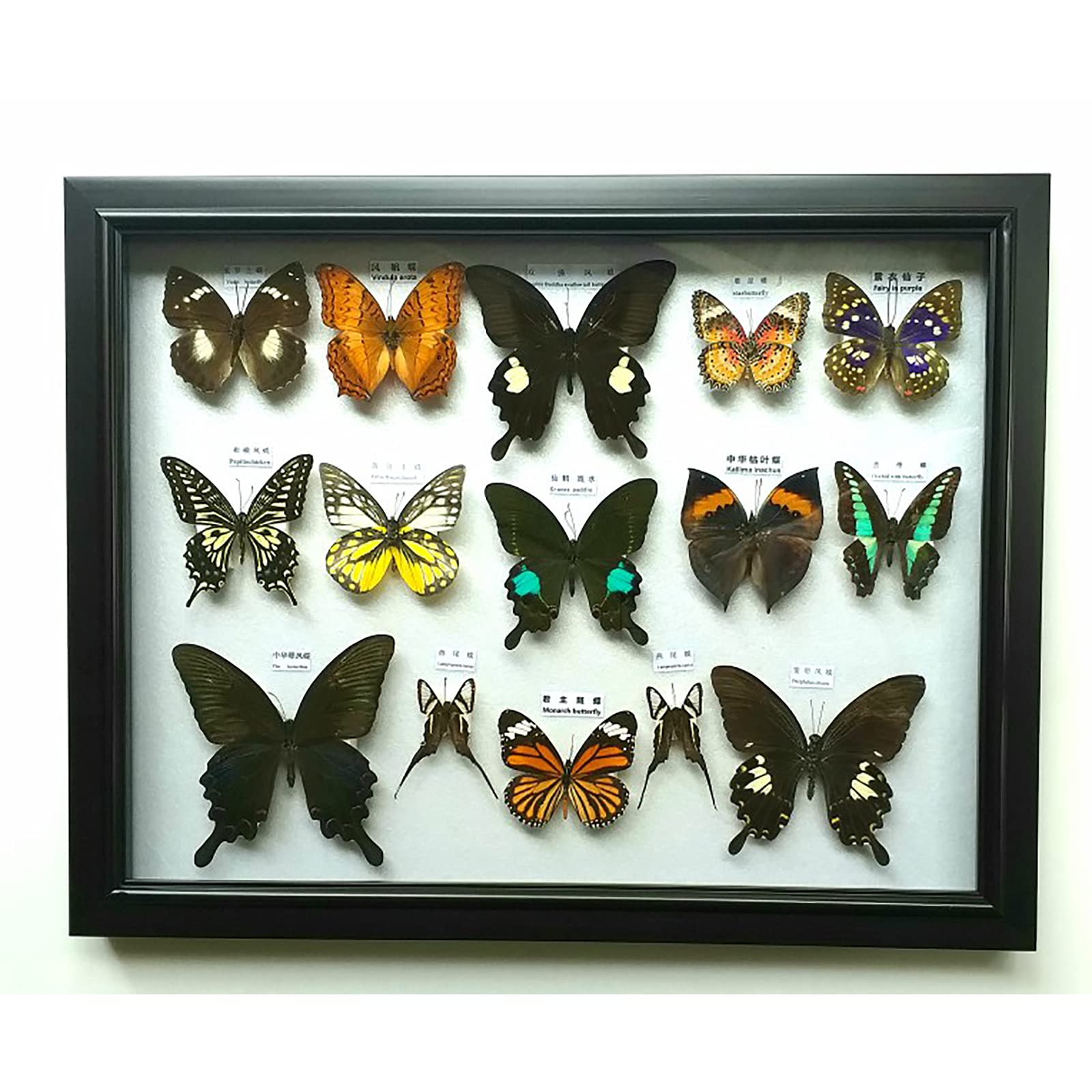 標本蝶 コレクション 沖縄産 3 標本蝶 コレクション 沖縄産 3