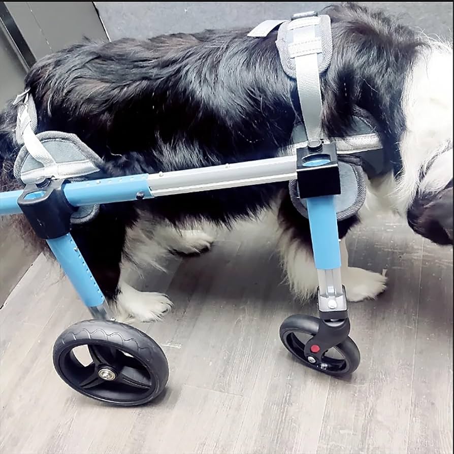 Amazon.co.jp: Elitix Xs to XXL 犬用車いす 4輪は2輪、障害のある犬用