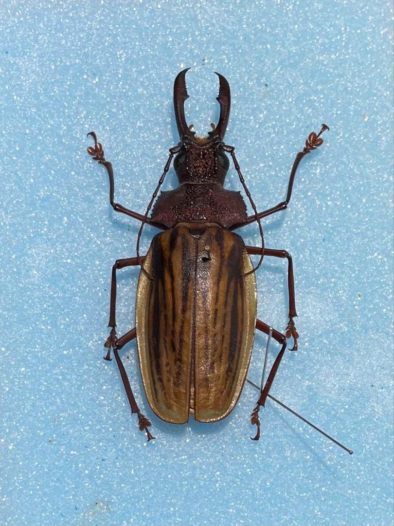 まとめ　【125mm♂】ハイエシオオウスバカミキリ オオウスバカミキリ標本など まとめ 【125mm♂】ハイエシオオウスバカミキリ オオウスバカミキリ