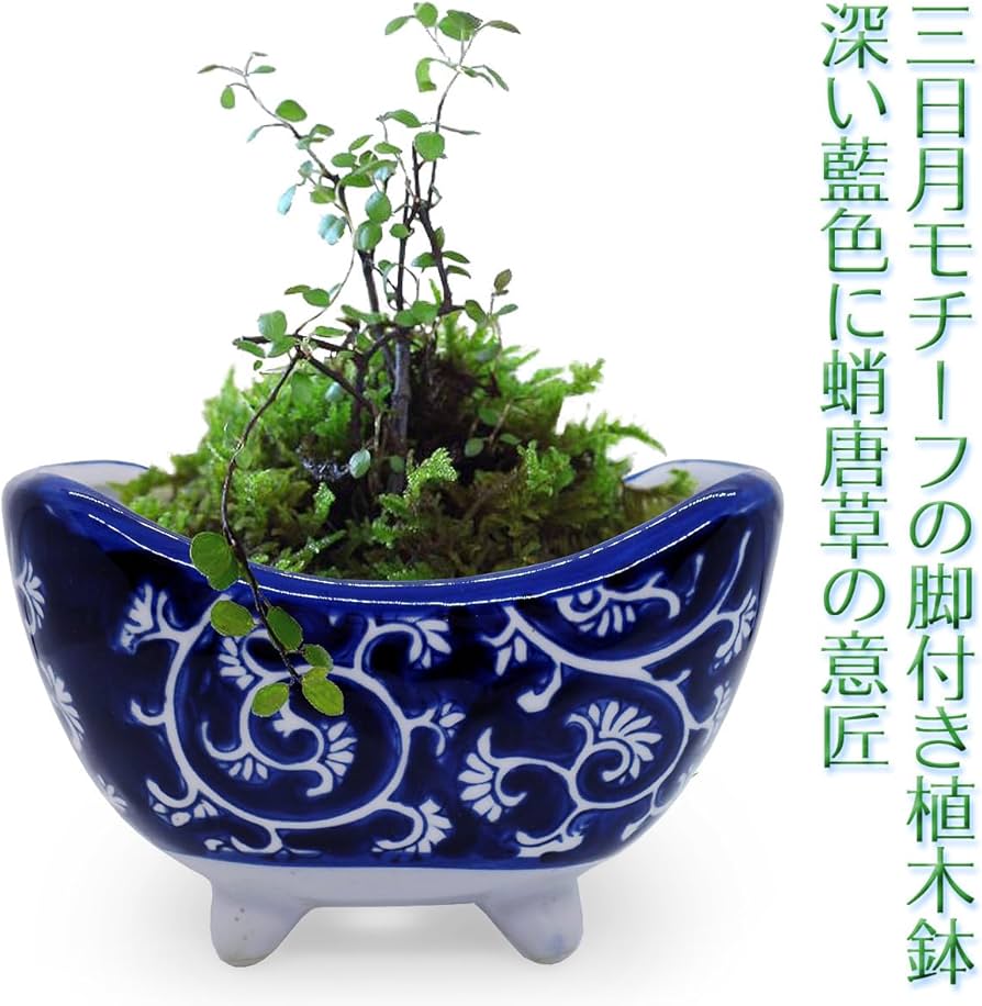 青と黒の楽器装飾陶器 青と黒の楽器装飾陶器 青と黒の楽器装飾陶器