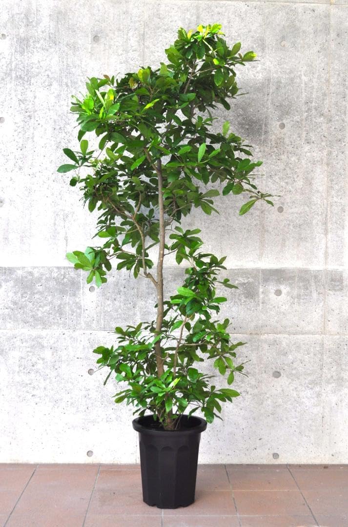 古伊万里 染付 八角五寸鉢 草花図 ソテツの葉 ガマの穂