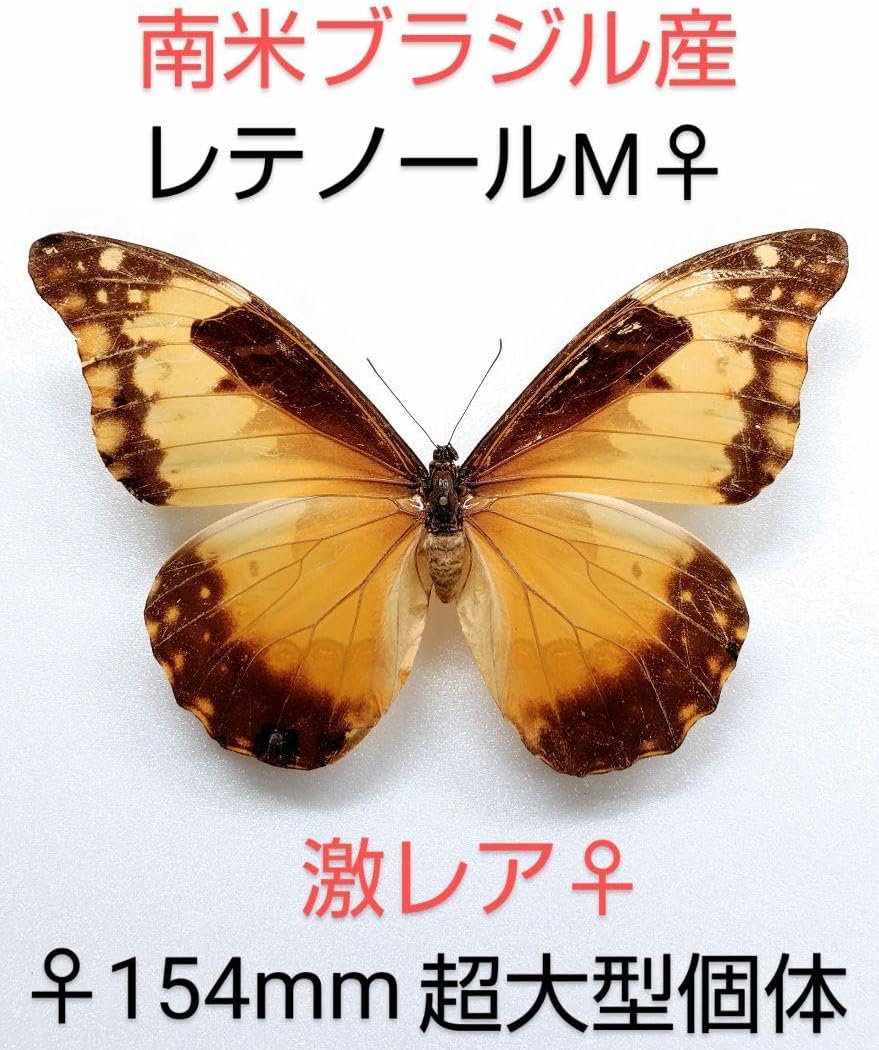 レテノールモルフォチョウ♀標本 154mm ☆激レア・ブラジル産 大型迫力