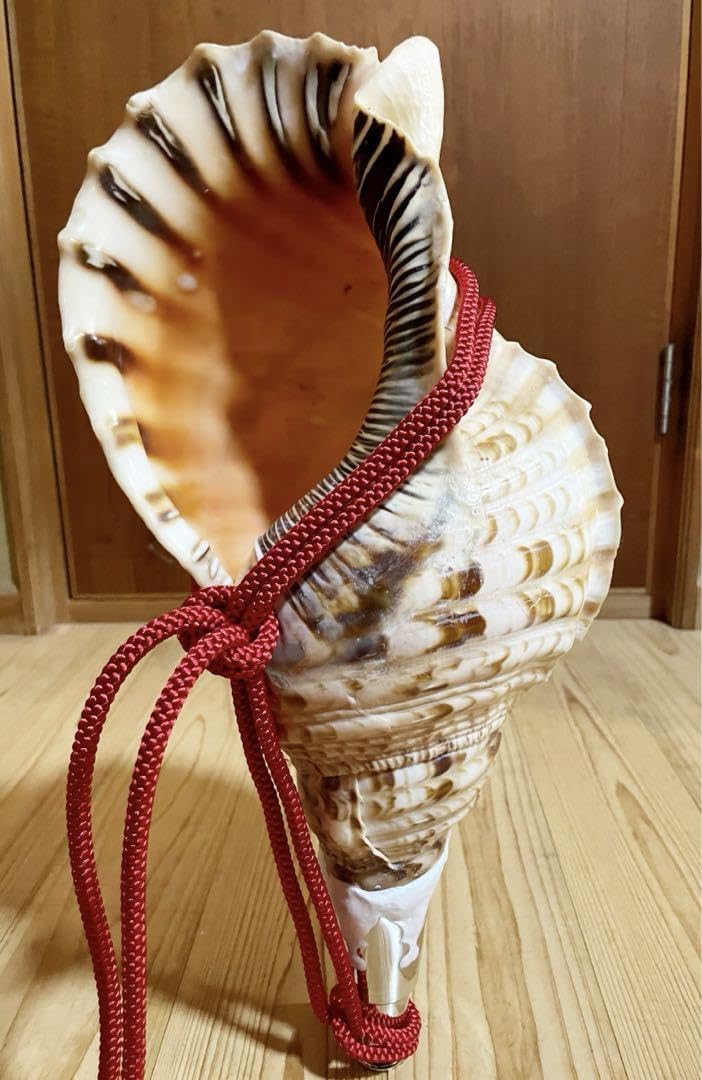 ホラ貝 法螺貝 天然 28cm ホラ貝 法螺貝 天然 28cm