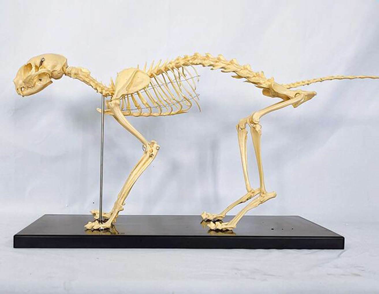 R*o様 猫全身骨格模型 解剖学標本 W47×L23×H32cm 猫全身骨格模型 解剖
