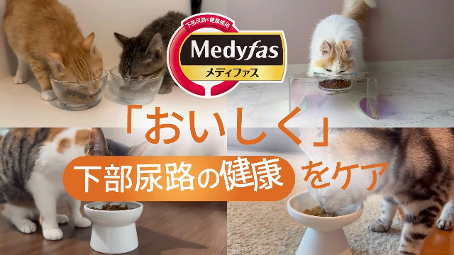 Amazon.co.jp: メディファス キャットフード 7歳から チキン味 【下部