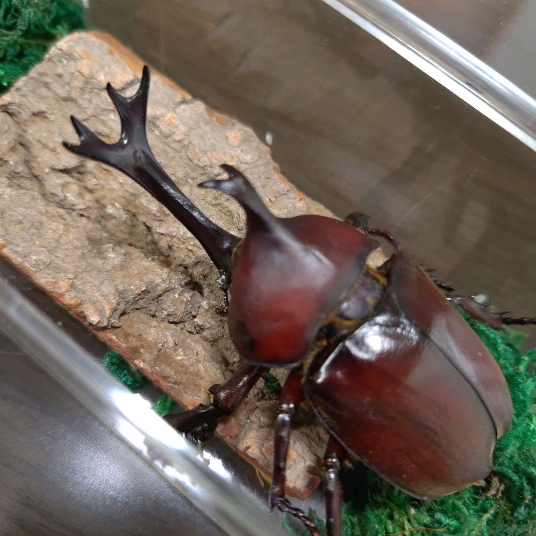 希少角ノコギリ突起角82mm頭角19.8mm胸角6.2mmぐらい赤カブトムシ標本