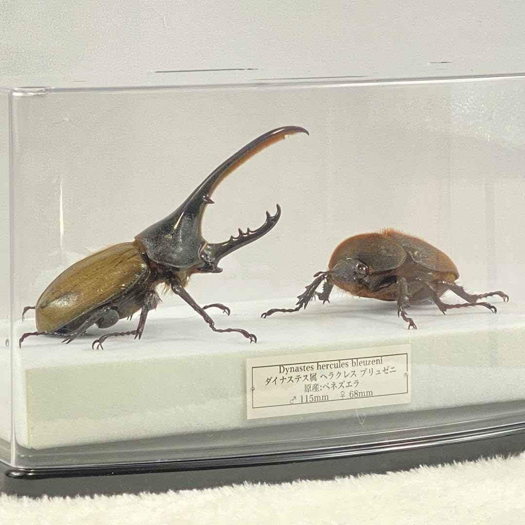 ペア】ヘラクレスオオカブト（モリシマイ）のオブジェ（標本） 【公式