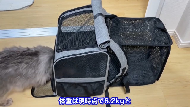 Amazon.co.jp: ペット 犬 猫 リュック ペットキャリーバック メッシュ