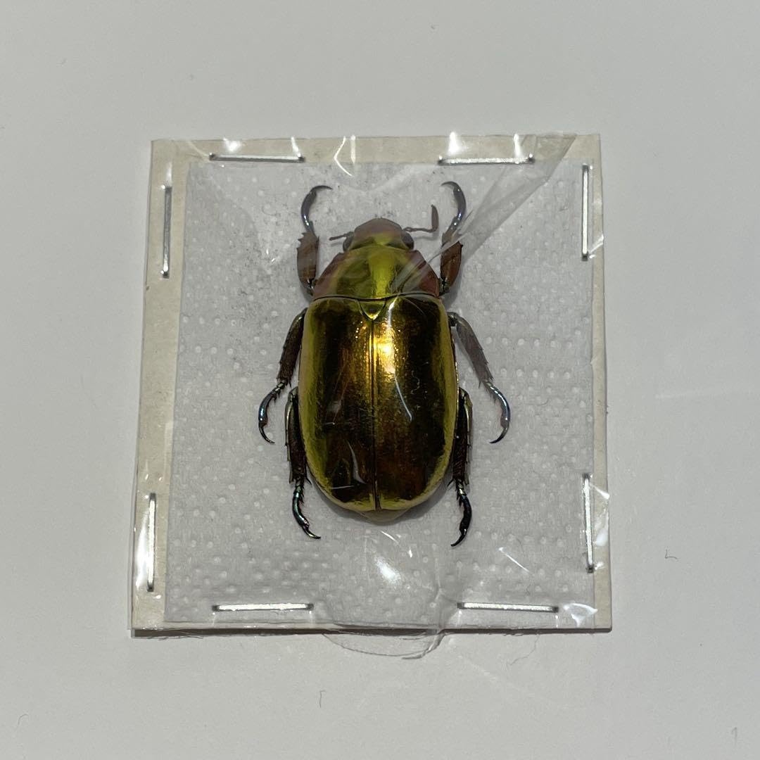 22mm】リンバータプラチナコガネ 標本ウグイスコガネタマムシ