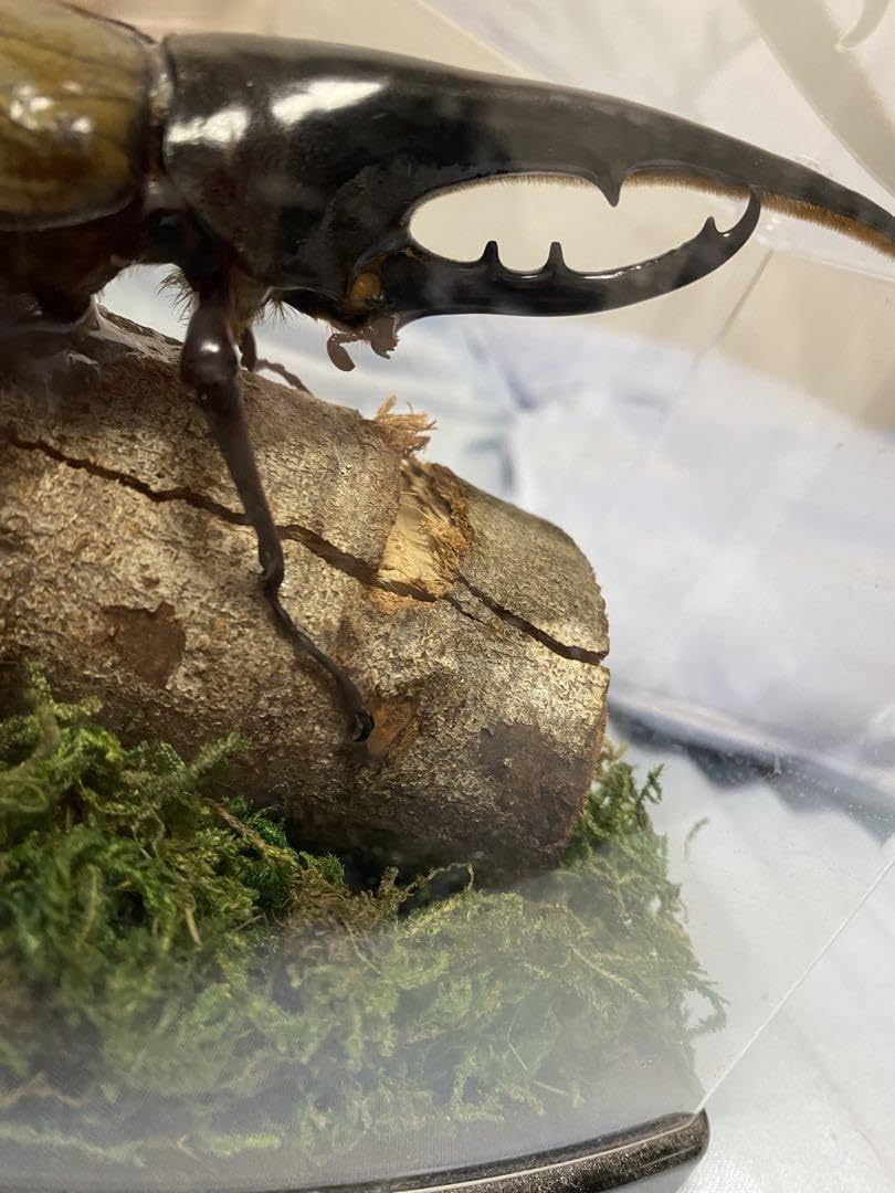 ヘラクレスオオカブト標本 透明ケース入り Amazon.co.jp: カブトムシ