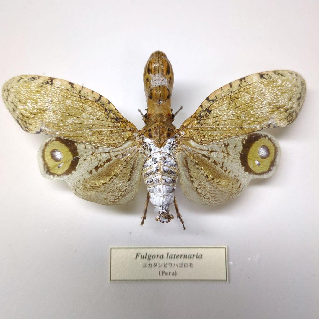 珍品ブラジル産ビワハゴロモ ユカタンとは別種 珍品ブラジル産ビワ