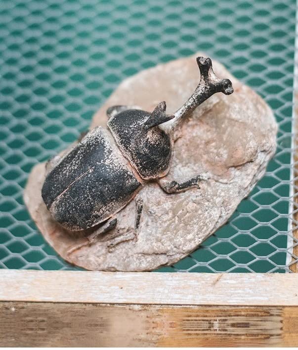 化石 ストーン 海外 標本 アンティーク 人気 まとめ売り 化石 ストーン