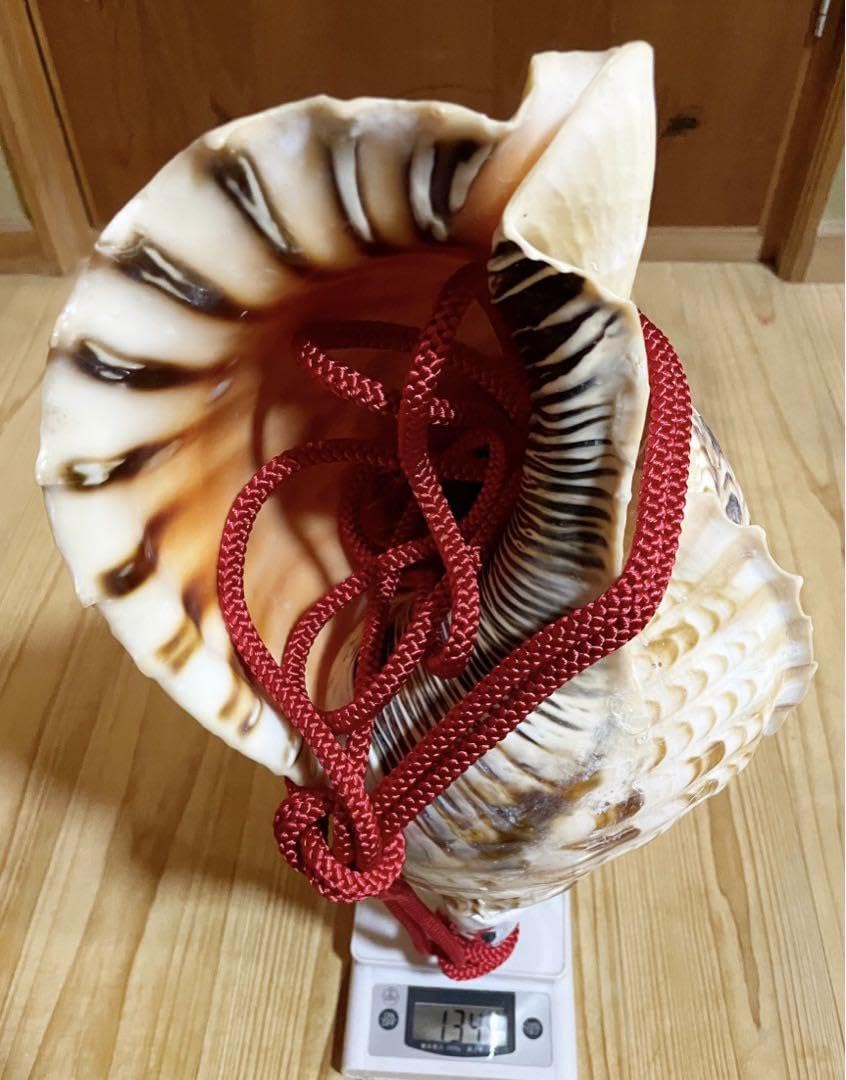 修験道肉厚法螺貝37㎝山伏 密教 魔除け 熊よけ❣️ホラガイ ほら貝