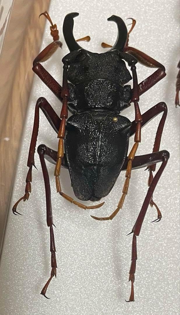 特大　カシクスオニカミキリ　標本 特大 カシクスオニカミキリ 標本
