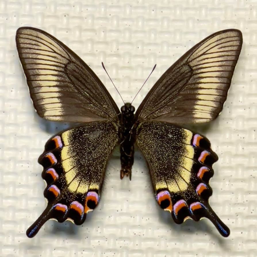蝶標本 ミヤマカラスアゲハ(春型夏型 ♂️♀53頭)大型ドイツ標本箱二