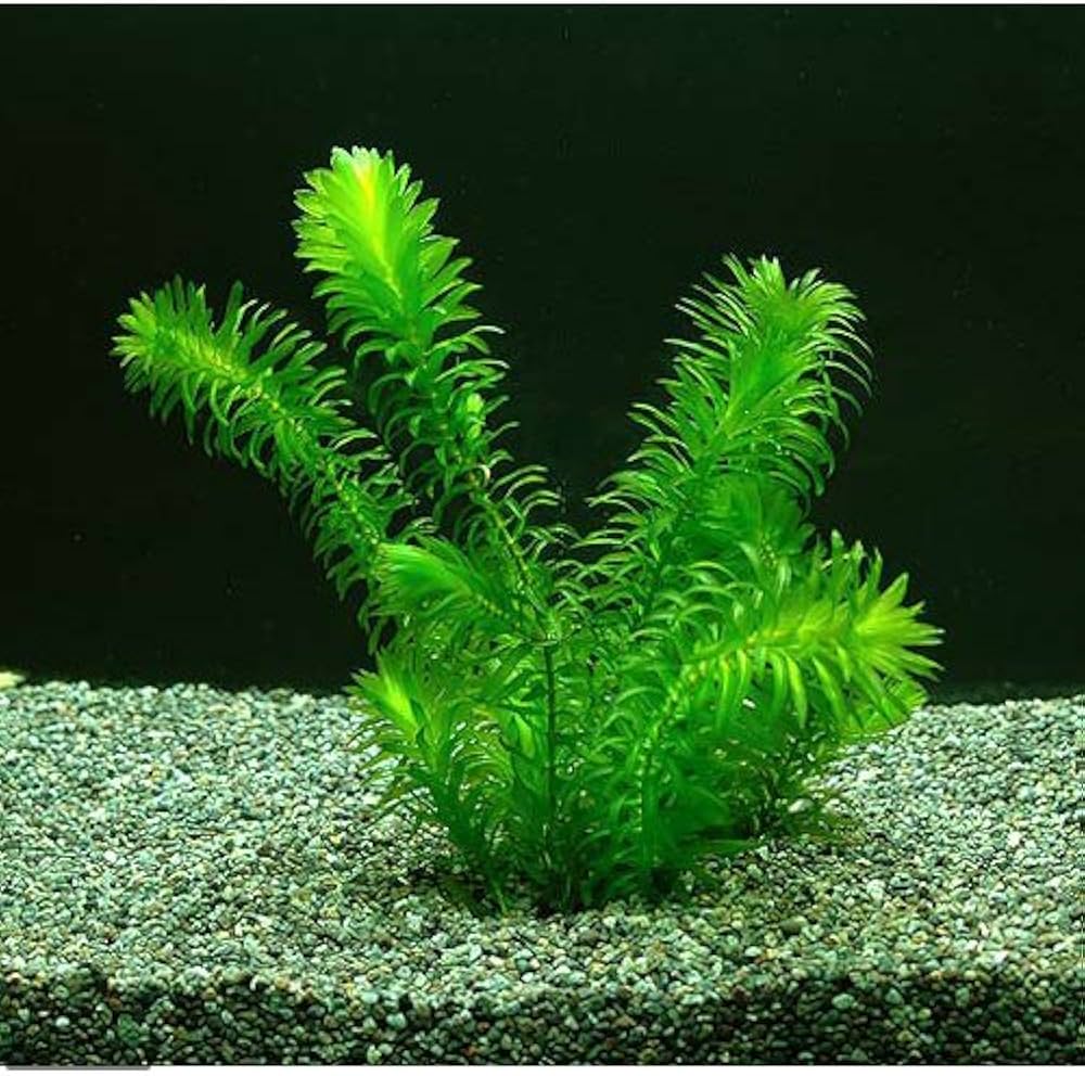 Amazon.co.jp: (水草) アナカリス メダカ 金魚藻 国産 オオカナダモ