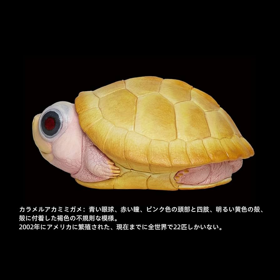 Amazon.co.jp: BACALYSO | 動物惑星 五周年 限定版 カメ 亀