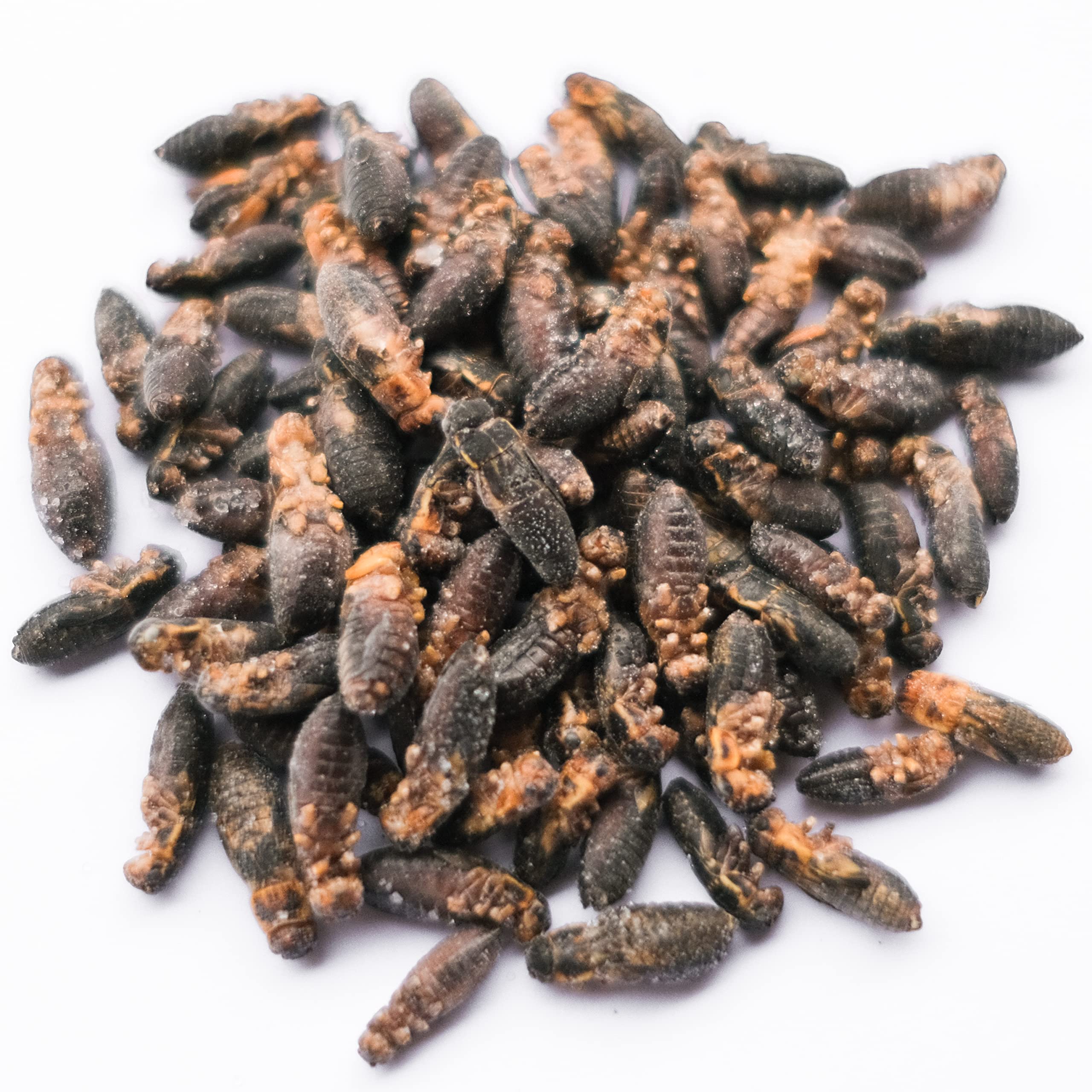 冷凍コオロギ Mサイズ 2kg 爬虫類 両生類 小動物 アロワナ フトアゴ等