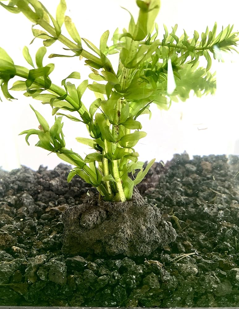 Amazon.co.jp: アナカリス 溶岩石付 水草 無農薬 アクアリウム 水槽