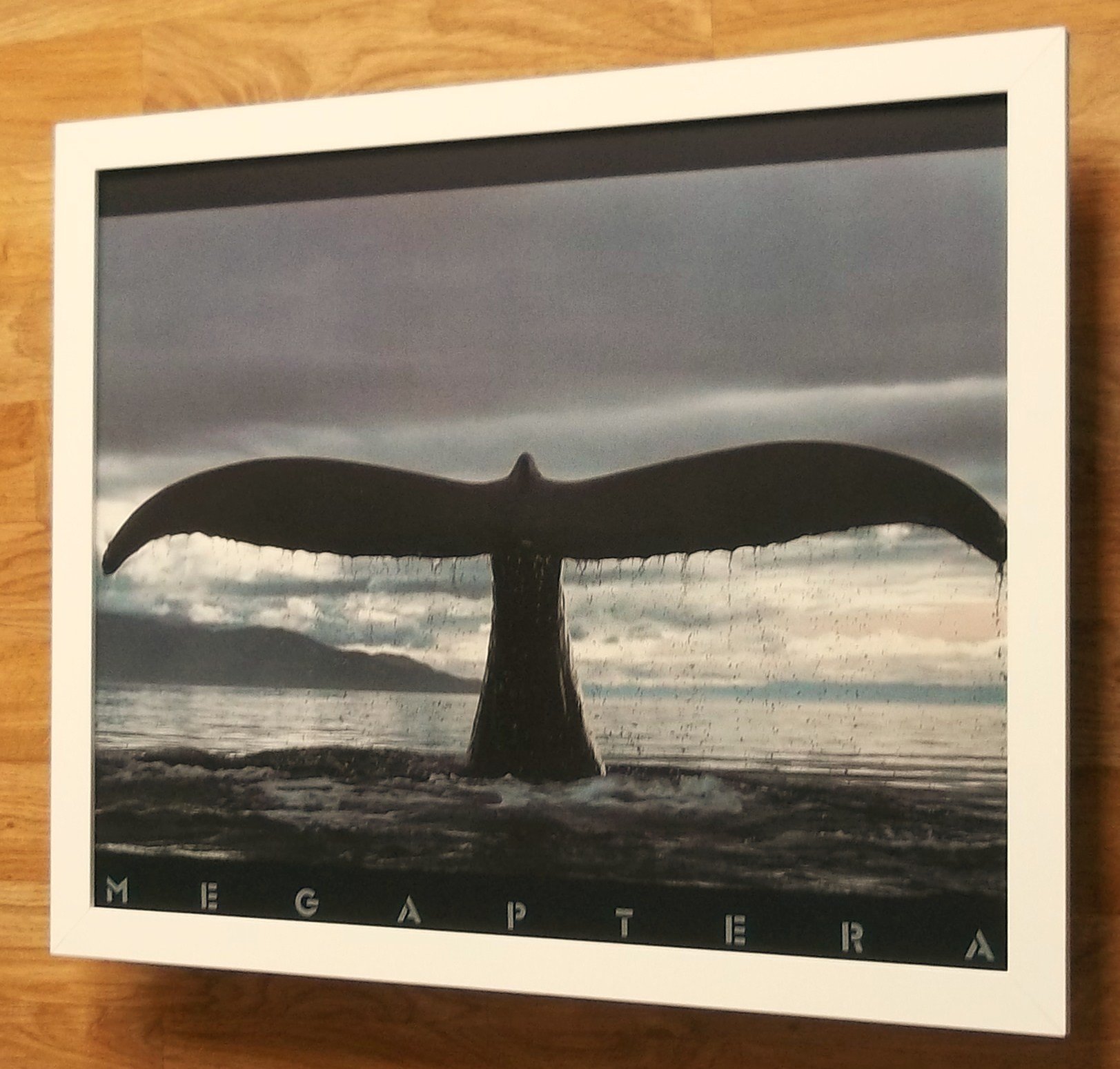 Megaptera by Bob Talbot -20''x16'' framed whale print : Amazon.co